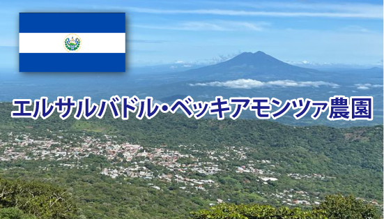 10月の特選珈琲豆「 エルサルバドル・ベッキアモンツァ農園」